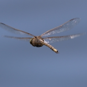 Anax papuensis at Upper Stranger Pond - 25 Sep 2023