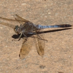 Orthetrum caledonicum (Blue Skimmer) at Upper Stranger Pond - 25 Sep 2023 by RodDeb