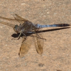 Orthetrum caledonicum (Blue Skimmer) at Isabella Plains, ACT - 25 Sep 2023 by RodDeb