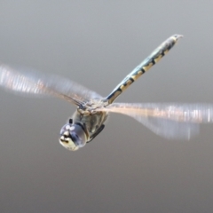 Hemicordulia tau (Tau Emerald) at Upper Stranger Pond - 25 Sep 2023 by RodDeb