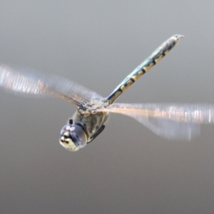 Hemicordulia tau at Upper Stranger Pond - 25 Sep 2023 11:28 AM