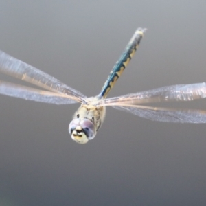 Hemicordulia tau at Upper Stranger Pond - 25 Sep 2023 11:28 AM