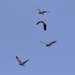 Vanellus miles (Masked Lapwing) at Upper Stranger Pond - 25 Sep 2023 by RodDeb