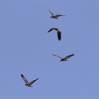 Vanellus miles (Masked Lapwing) at Upper Stranger Pond - 25 Sep 2023 by RodDeb