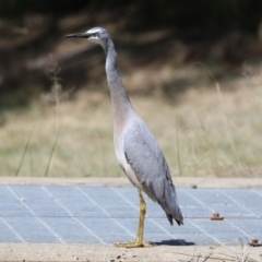 Egretta novaehollandiae (White-faced Heron) at Upper Stranger Pond - 25 Sep 2023 by RodDeb