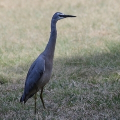 Egretta novaehollandiae at Isabella Plains, ACT - 25 Sep 2023 12:03 PM