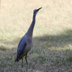 Egretta novaehollandiae at Isabella Plains, ACT - 25 Sep 2023