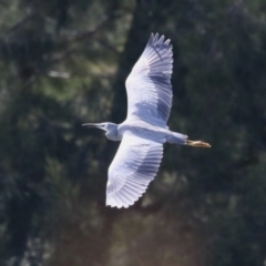 Egretta novaehollandiae at Isabella Plains, ACT - 25 Sep 2023