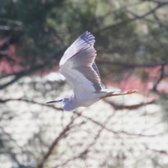 Egretta novaehollandiae at Isabella Plains, ACT - 25 Sep 2023