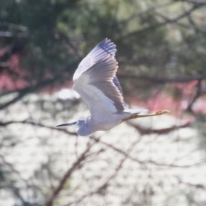 Egretta novaehollandiae at Isabella Plains, ACT - 25 Sep 2023