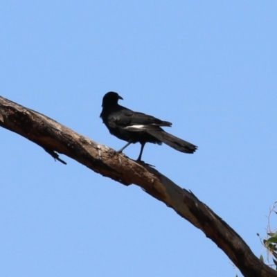 Corcorax melanorhamphos (White-winged Chough) at Upper Stranger Pond - 25 Sep 2023 by RodDeb