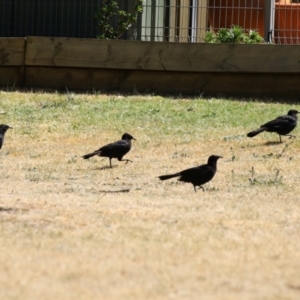 Corcorax melanorhamphos at Isabella Plains, ACT - 25 Sep 2023