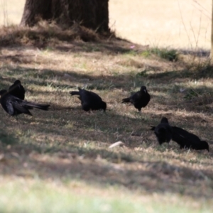 Corcorax melanorhamphos at Isabella Plains, ACT - 25 Sep 2023