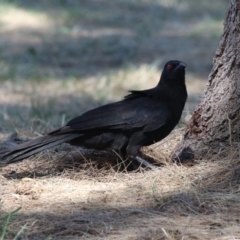 Corcorax melanorhamphos at Isabella Plains, ACT - 25 Sep 2023