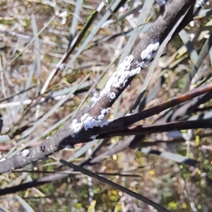 Pseudococcidae sp. (family) at Majura, ACT - 25 Sep 2023