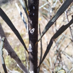 Pseudococcidae sp. (family) at Majura, ACT - 25 Sep 2023