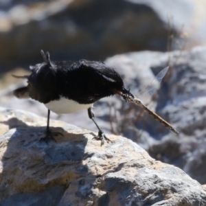 Rhipidura leucophrys at Isabella Plains, ACT - 25 Sep 2023 11:23 AM