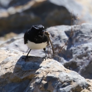 Rhipidura leucophrys at Isabella Plains, ACT - 25 Sep 2023 11:23 AM