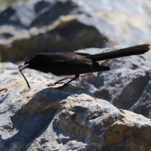 Rhipidura leucophrys at Isabella Plains, ACT - 25 Sep 2023 11:23 AM