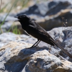 Rhipidura leucophrys at Isabella Plains, ACT - 25 Sep 2023 11:23 AM