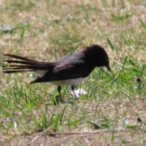 Rhipidura leucophrys at Isabella Plains, ACT - 25 Sep 2023