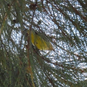 Acanthiza nana at Isabella Plains, ACT - 25 Sep 2023