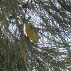 Acanthiza nana at Isabella Plains, ACT - 25 Sep 2023