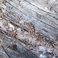 Nasutitermes sp. (genus) (Snouted termite, Gluegun termite) at Bruce Ridge to Gossan Hill - 16 Sep 2023 by AlisonMilton