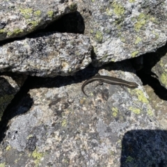 Pseudemoia spenceri (Spencer's Skink) at Tharwa, ACT - 24 Sep 2023 by simonstratford