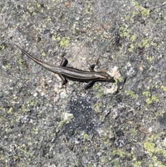 Pseudemoia spenceri at Tharwa, ACT - 24 Sep 2023 12:11 PM