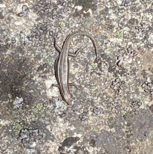 Pseudemoia spenceri at Rendezvous Creek, ACT - 24 Sep 2023