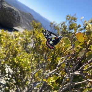 Delias aganippe at Rendezvous Creek, ACT - 24 Sep 2023 11:57 AM