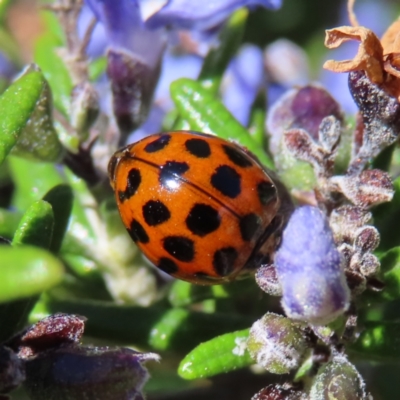 Harmonia conformis (Common Spotted Ladybird) at QPRC LGA - 24 Sep 2023 by MatthewFrawley