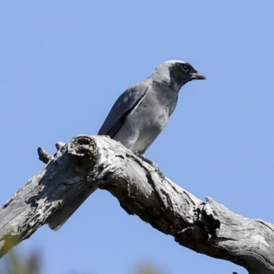 Coracina novaehollandiae (Black-faced Cuckooshrike) at Bruce Ridge to Gossan Hill - 16 Sep 2023 by AlisonMilton