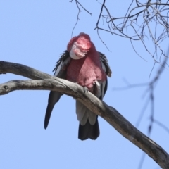 Eolophus roseicapilla (Galah) at Bruce, ACT - 16 Sep 2023 by AlisonMilton