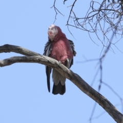 Eolophus roseicapilla at Bruce, ACT - 16 Sep 2023