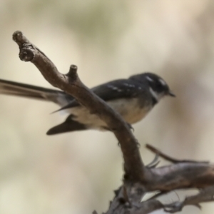 Rhipidura albiscapa (Grey Fantail) at Bruce, ACT by AlisonMilton