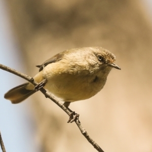Acanthiza reguloides (Buff-rumped Thornbill) at Bruce, ACT by AlisonMilton