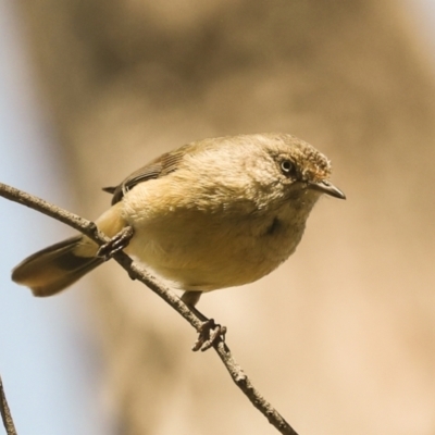 Acanthiza reguloides (Buff-rumped Thornbill) at Bruce Ridge - 16 Sep 2023 by AlisonMilton