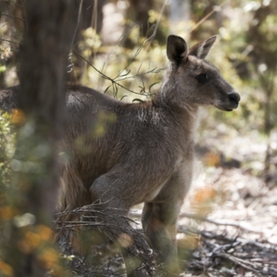 Macropus giganteus (Eastern Grey Kangaroo) at Bruce Ridge - 16 Sep 2023 by AlisonMilton