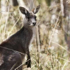 Macropus giganteus at Bruce, ACT - 16 Sep 2023 01:41 PM