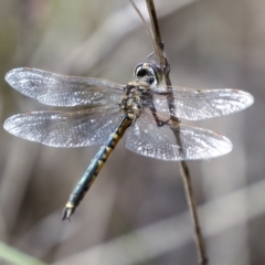 Hemicordulia tau (Tau Emerald) at Bruce Ridge to Gossan Hill - 16 Sep 2023 by AlisonMilton