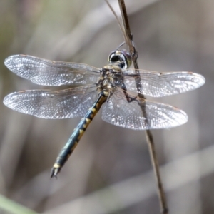 Hemicordulia tau at Bruce Ridge to Gossan Hill - 16 Sep 2023 01:08 PM