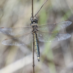 Hemicordulia tau at Bruce Ridge to Gossan Hill - 16 Sep 2023 01:08 PM