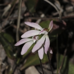 Caladenia fuscata (Dusky Fingers) at Bruce, ACT - 16 Sep 2023 by AlisonMilton