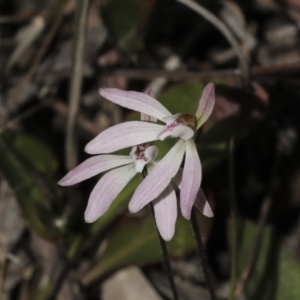 Caladenia fuscata (Dusky Fingers) at Bruce, ACT by AlisonMilton