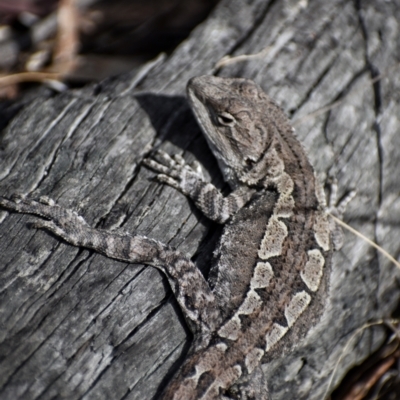 Amphibolurus muricatus at Paddys River, ACT - 23 Sep 2023 by Satine