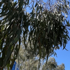 Eucalyptus mannifera at Russell, ACT - 25 Sep 2023