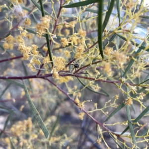 Acacia boormanii at Braddon, ACT - 25 Sep 2023