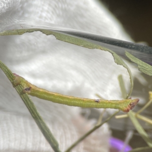 Chlorocoma (genus) at Russell, ACT - 25 Sep 2023 05:43 PM